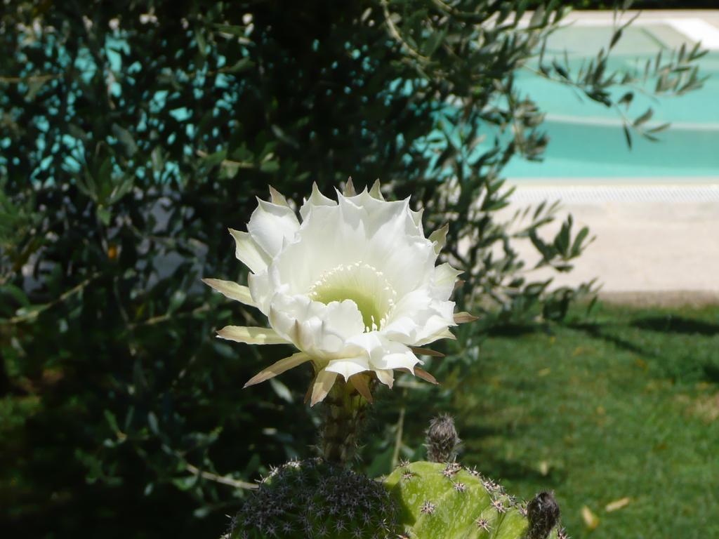 Il Baraccotto Bed & Breakfast Lucignano Luaran gambar
